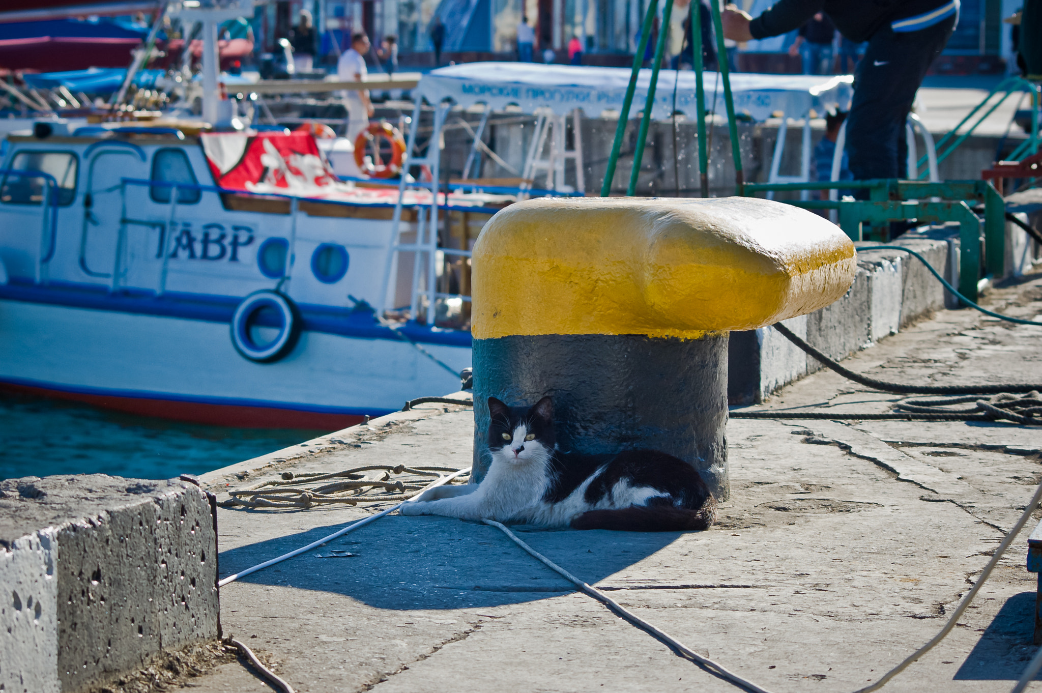 Sigma 70-300mm F4-5.6 APO DG Macro sample photo. Yalta cats / Ялтинские коты photography