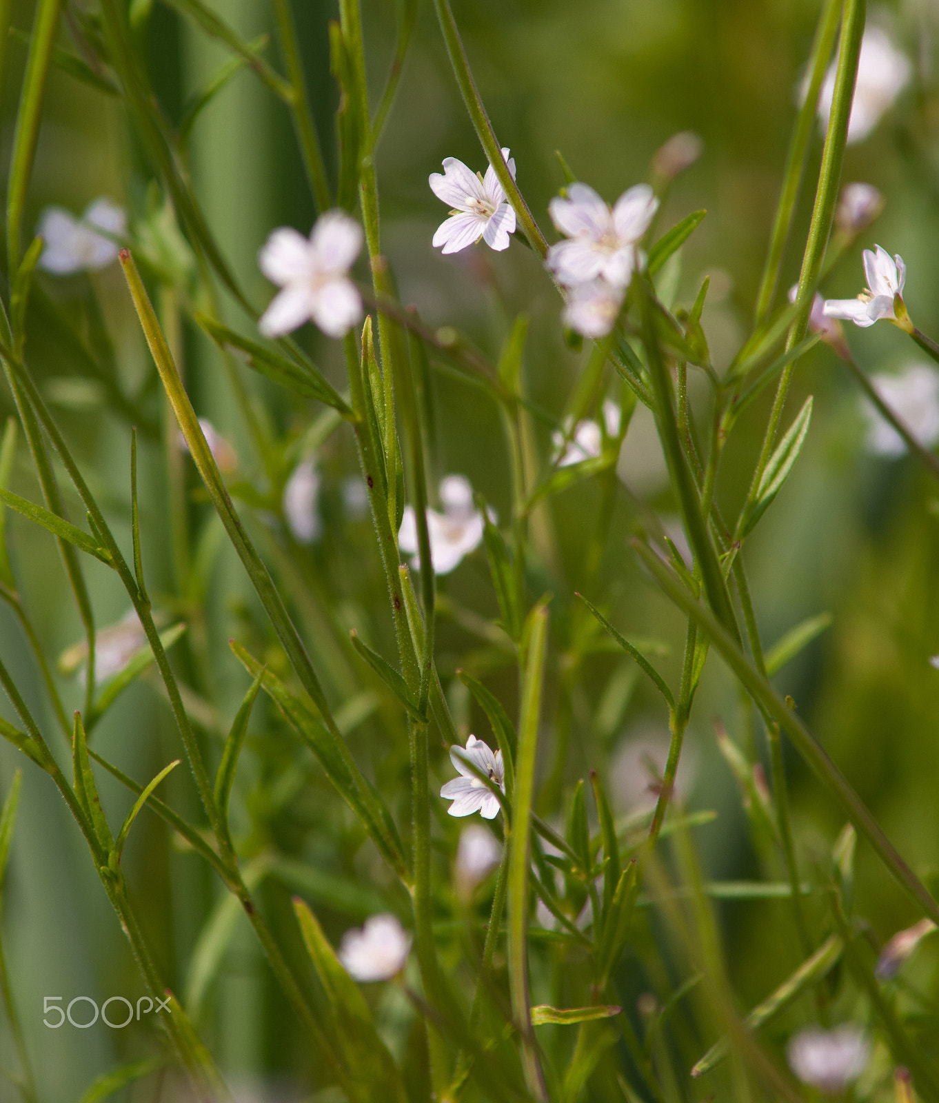 Nikon D300S + AF Zoom-Nikkor 70-210mm f/4 sample photo. Flowers photography