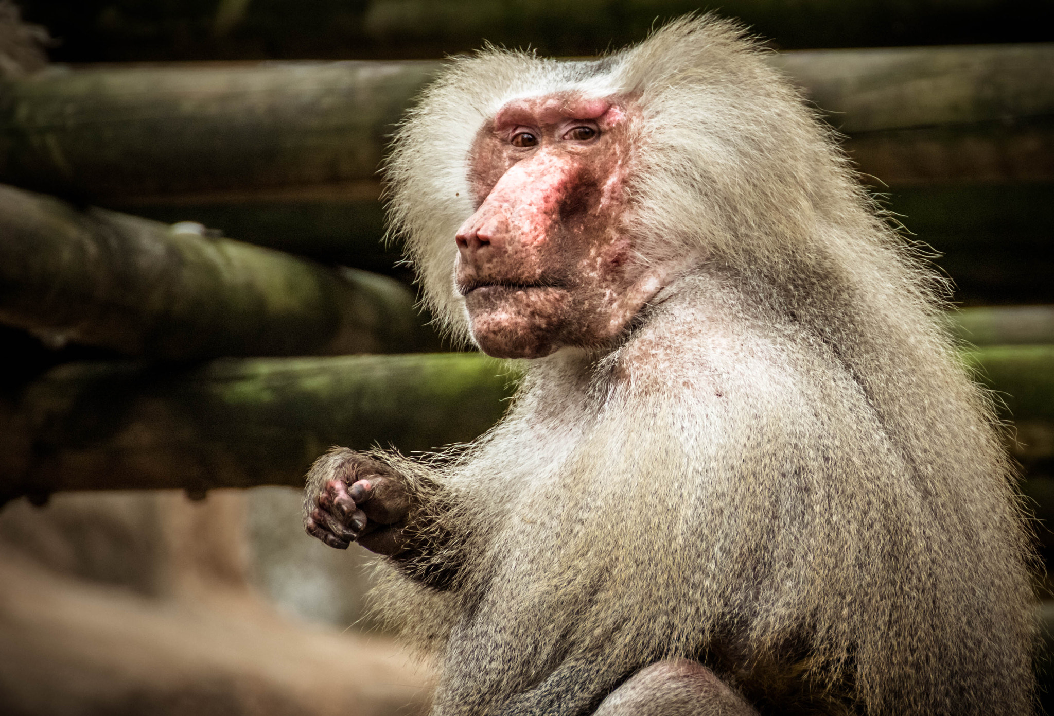 Tamron SP 35mm F1.8 Di VC USD sample photo. Baboon photography