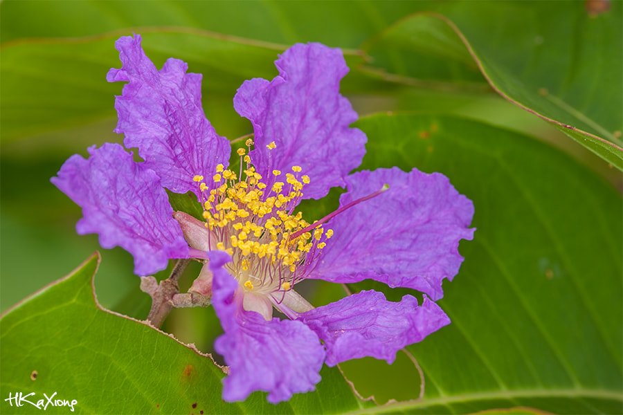 Canon EF-S 60mm F2.8 Macro USM sample photo. Flower photography
