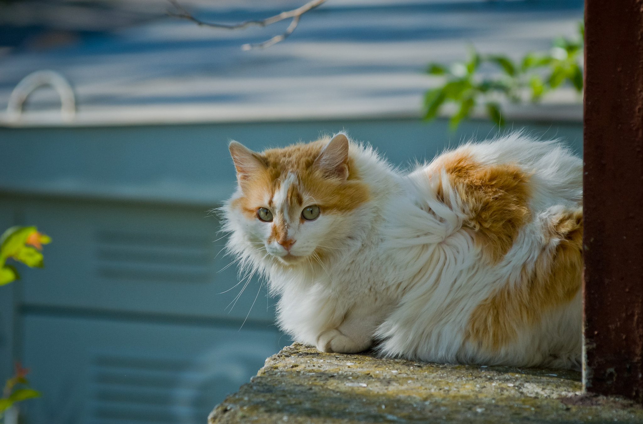 Sigma 70-300mm F4-5.6 APO DG Macro sample photo. Yalta cats / Ялтинские коты photography