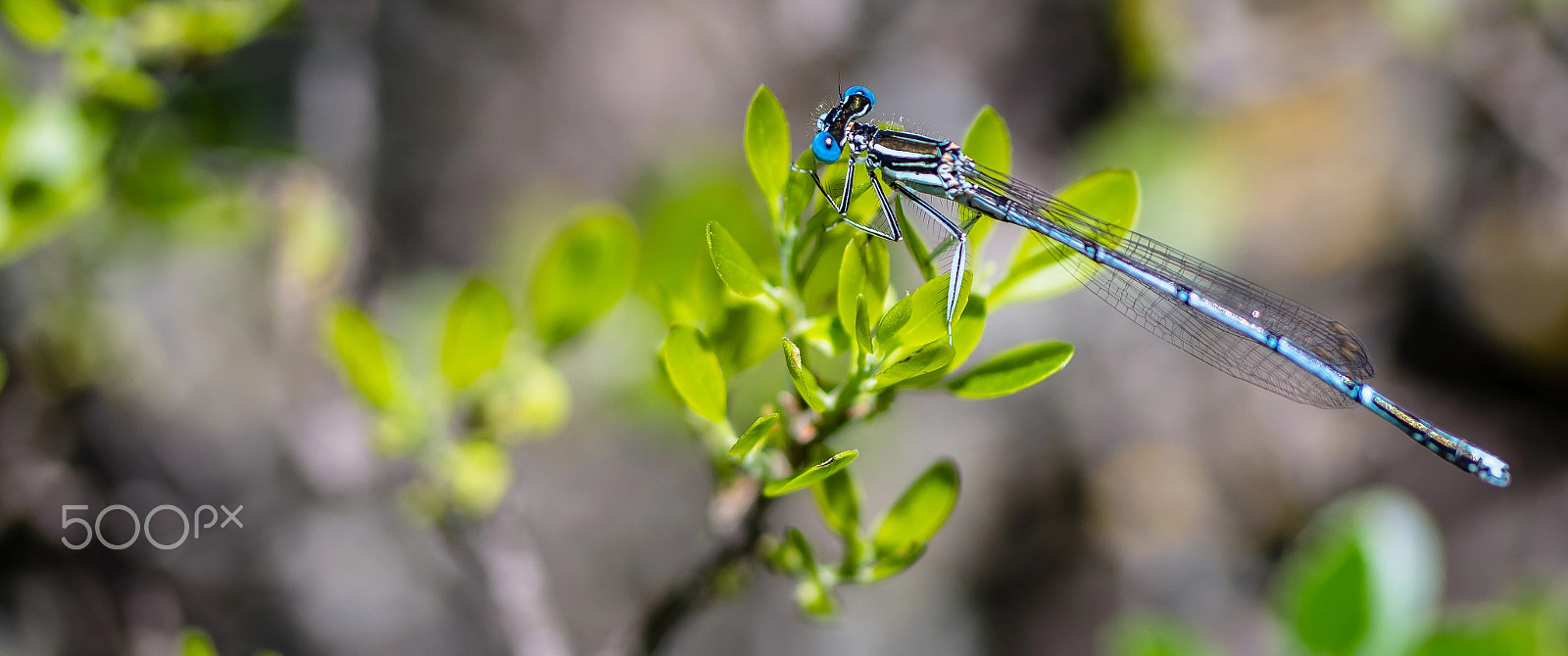 Samsung NX300 + Samsung NX 60mm F2.8 Macro ED OIS SSA sample photo. Handsome dragonfly photography