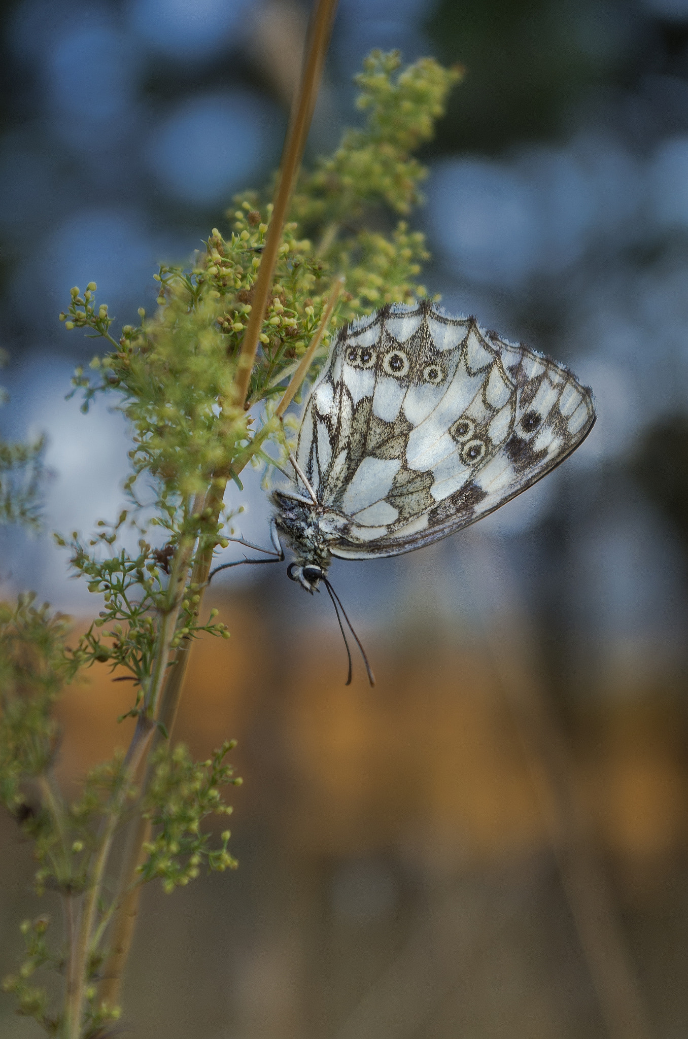 Pentax K-01 sample photo. Btfly photography