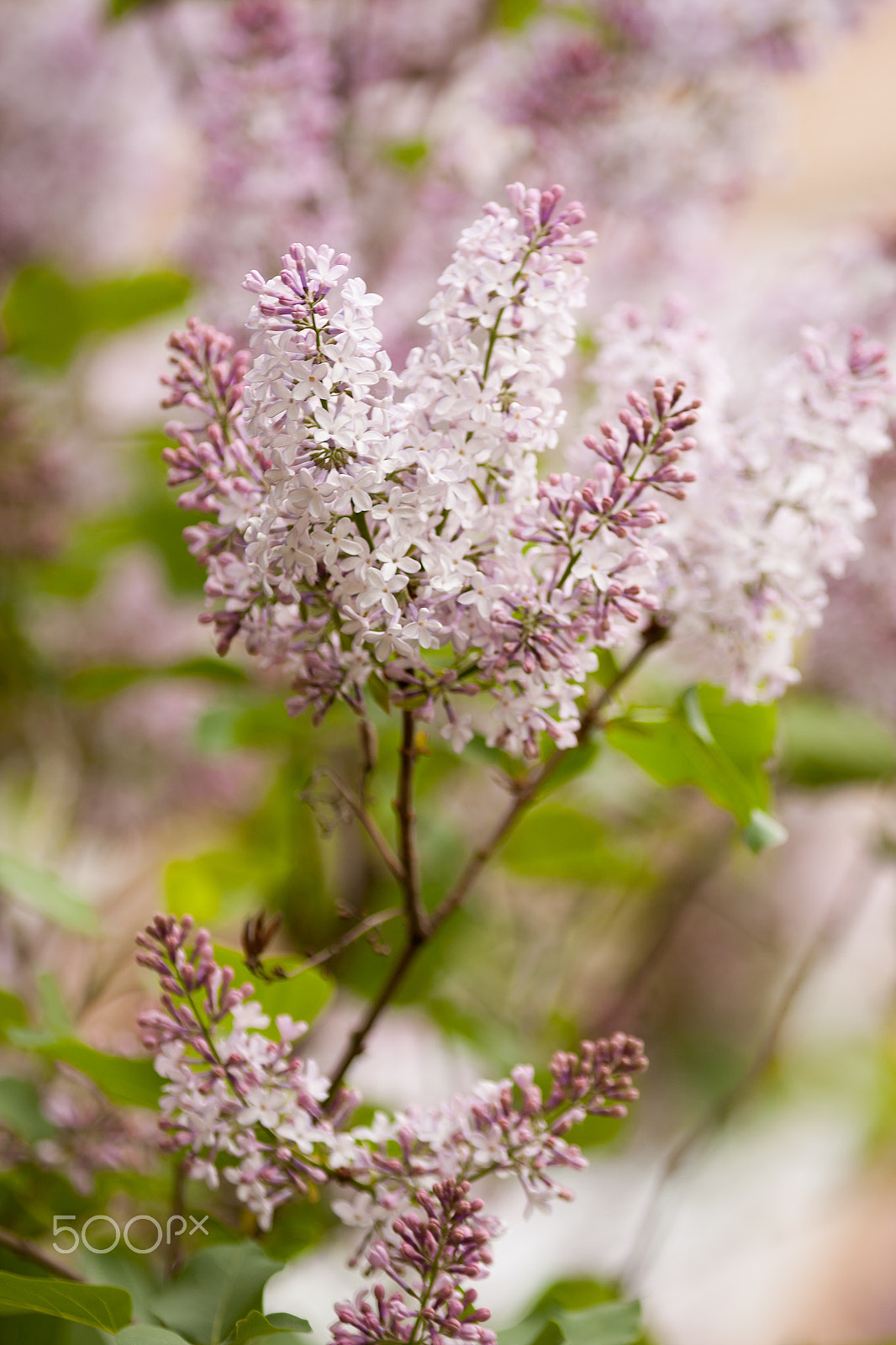 Canon EOS 40D + Canon EF 80-200mm f/2.8L sample photo. The beauty of spring. photography