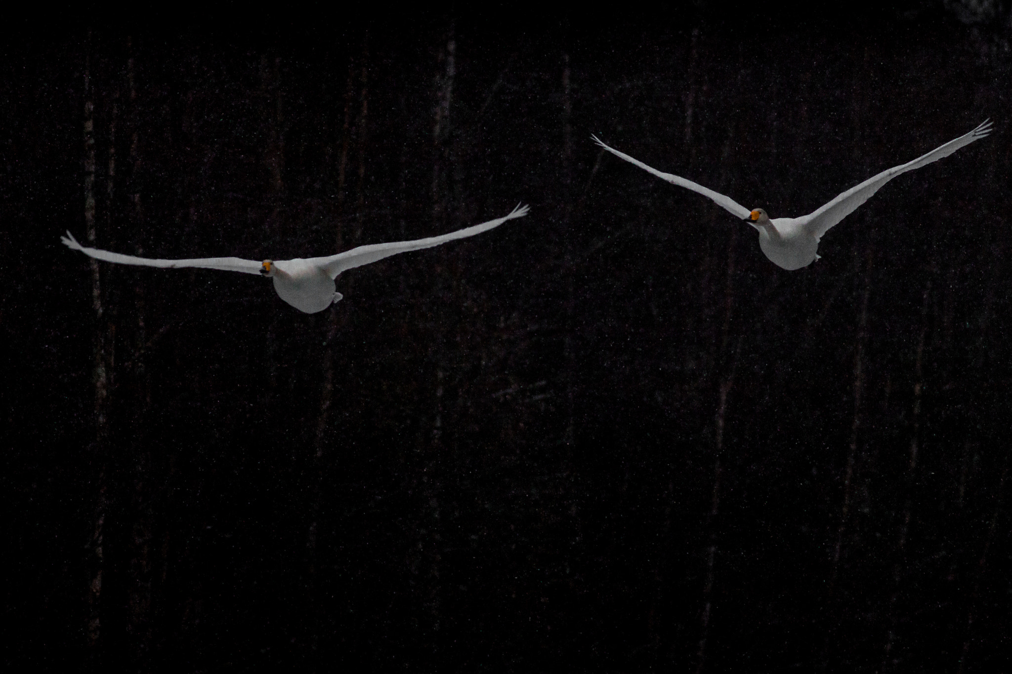 Canon EOS 50D + Canon EF 400mm F5.6L USM sample photo. Early spring swans photography