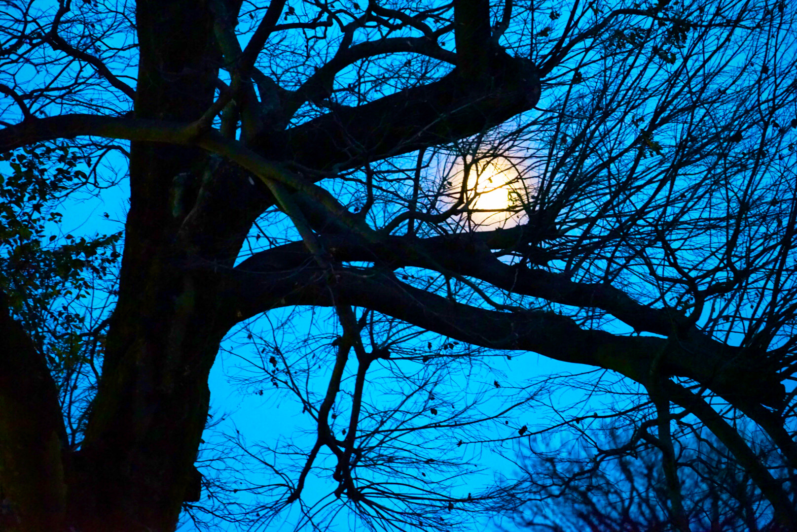 Sony a7 II + Sony FE 70-200mm F4 G OSS sample photo. Full moon over the tree @ arashiyama, kyoto photography