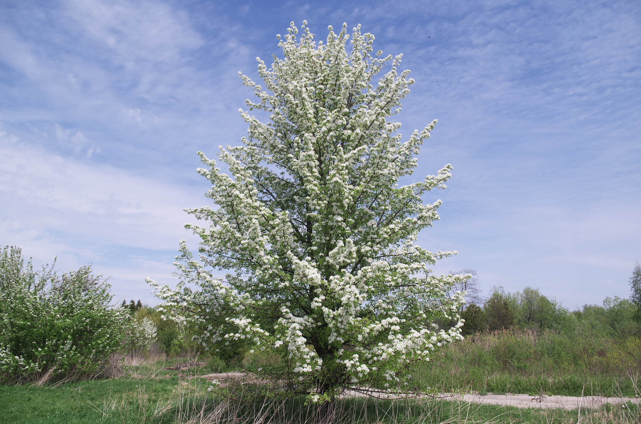 Pentax K-30 sample photo. Tree blossom photography