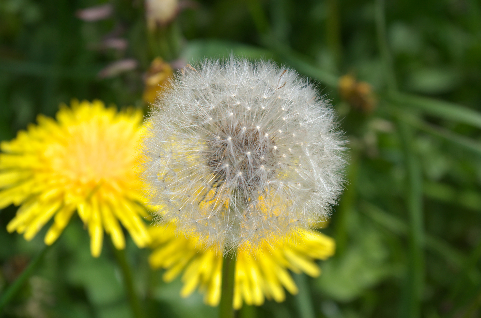 Pentax K-30 sample photo. Dandelion stages photography