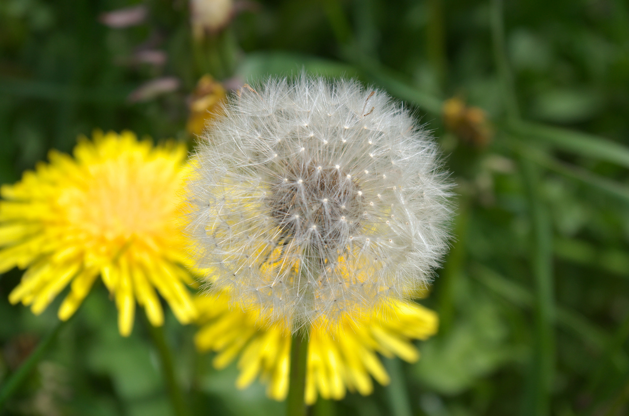 Pentax smc DA 18-55mm F3.5-5.6 AL WR sample photo. Dandelion stages photography