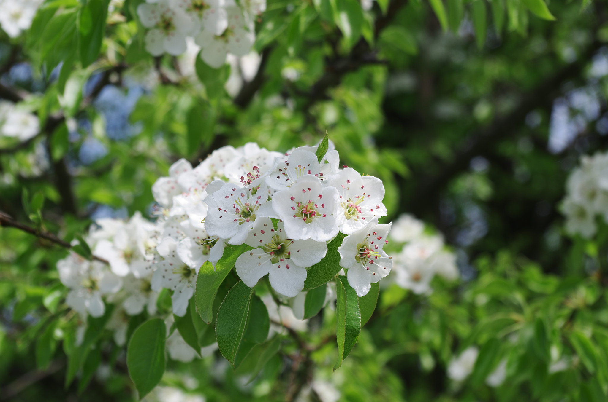 Pentax K-30 sample photo. Floral arrangement of nature photography