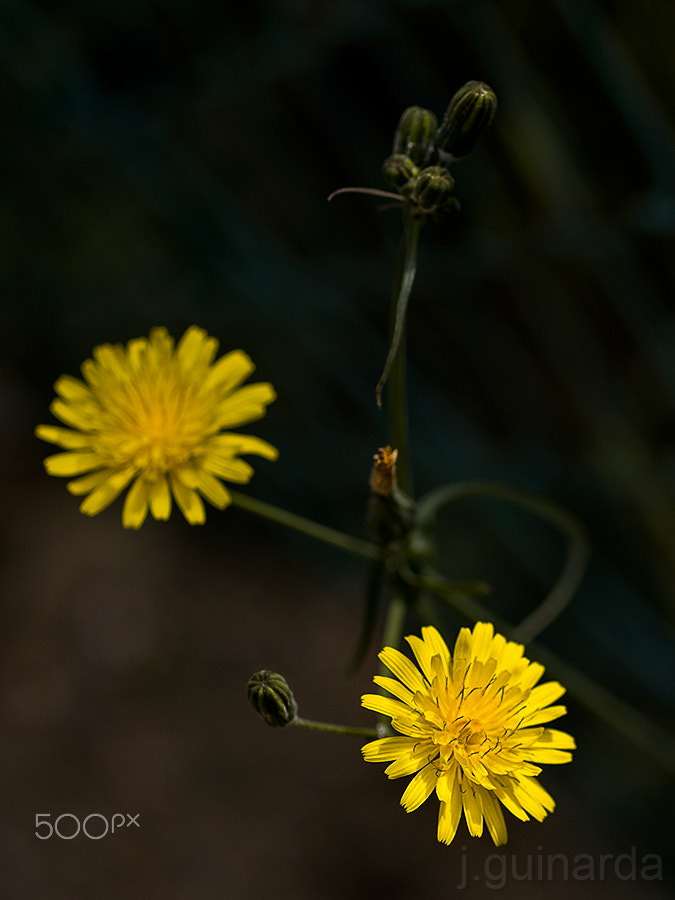 Pentax smc D-FA 50mm F2.8 Macro sample photo. St. 154668 photography