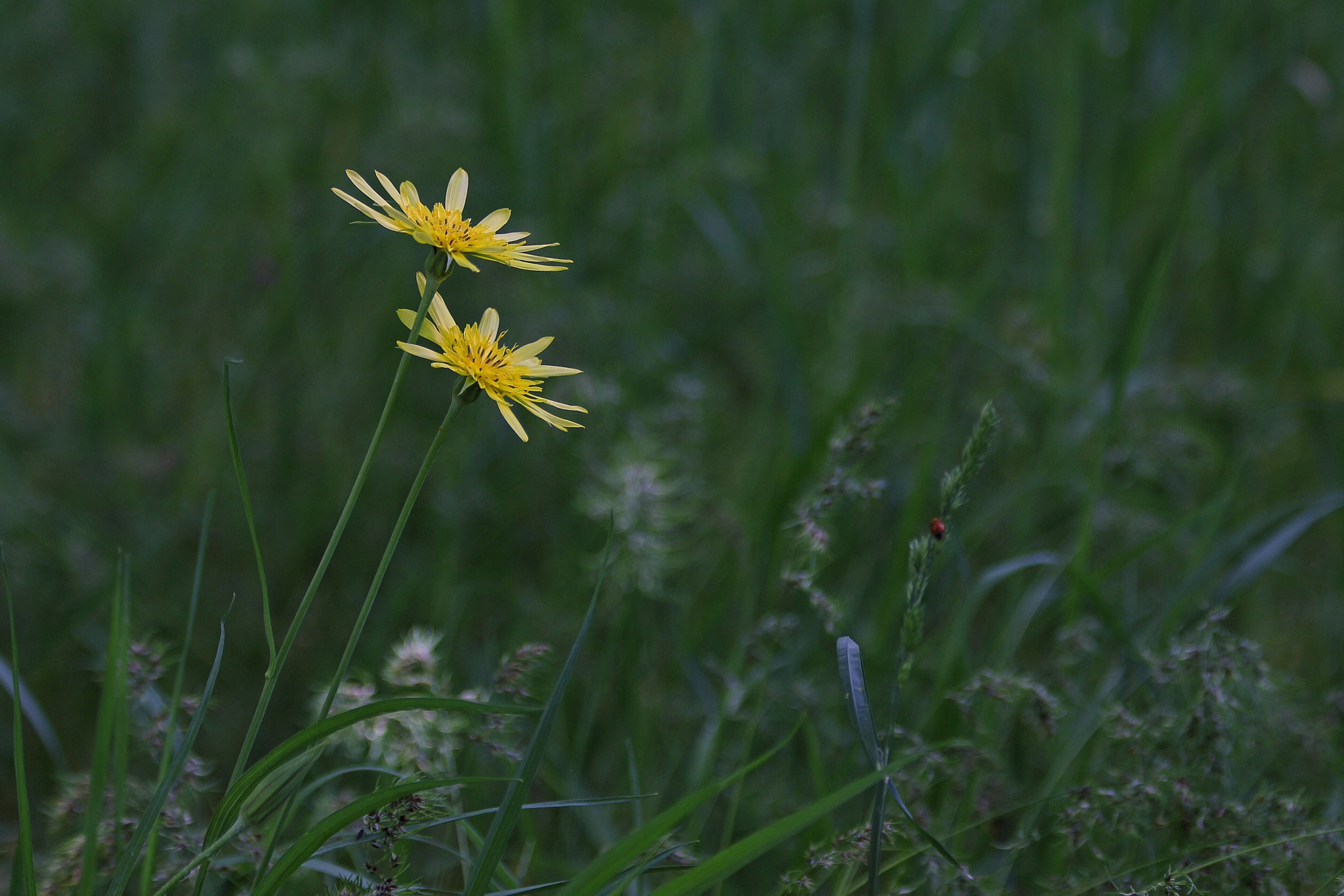 Canon EOS M + Canon EF 70-300mm F4-5.6 IS USM sample photo. Tragopogon dubius 1 photography