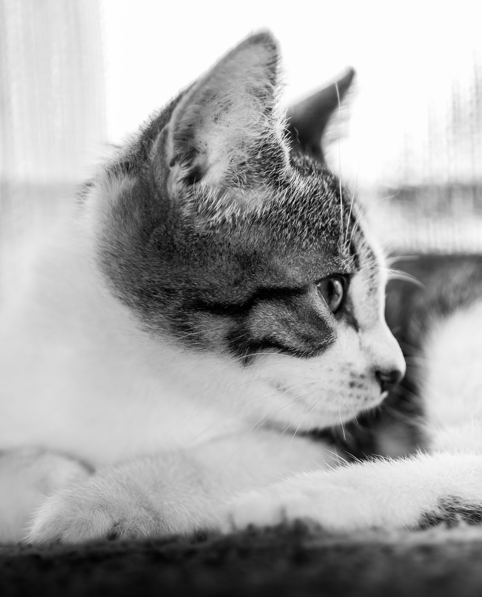 Canon EOS 70D + Canon EF 50mm F2.5 Macro sample photo. Misty blue photography