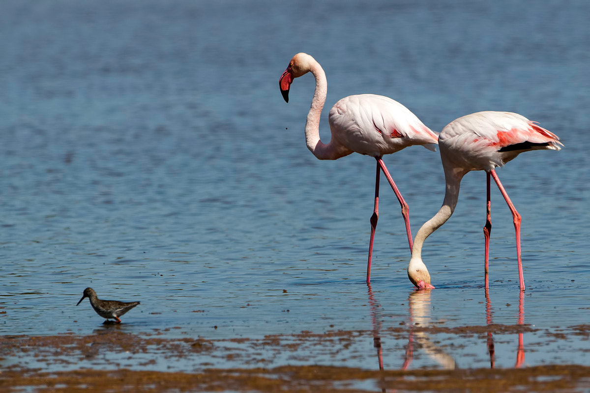 Canon EOS 70D + Canon EF 300mm F2.8L IS II USM sample photo. Flamingo photography