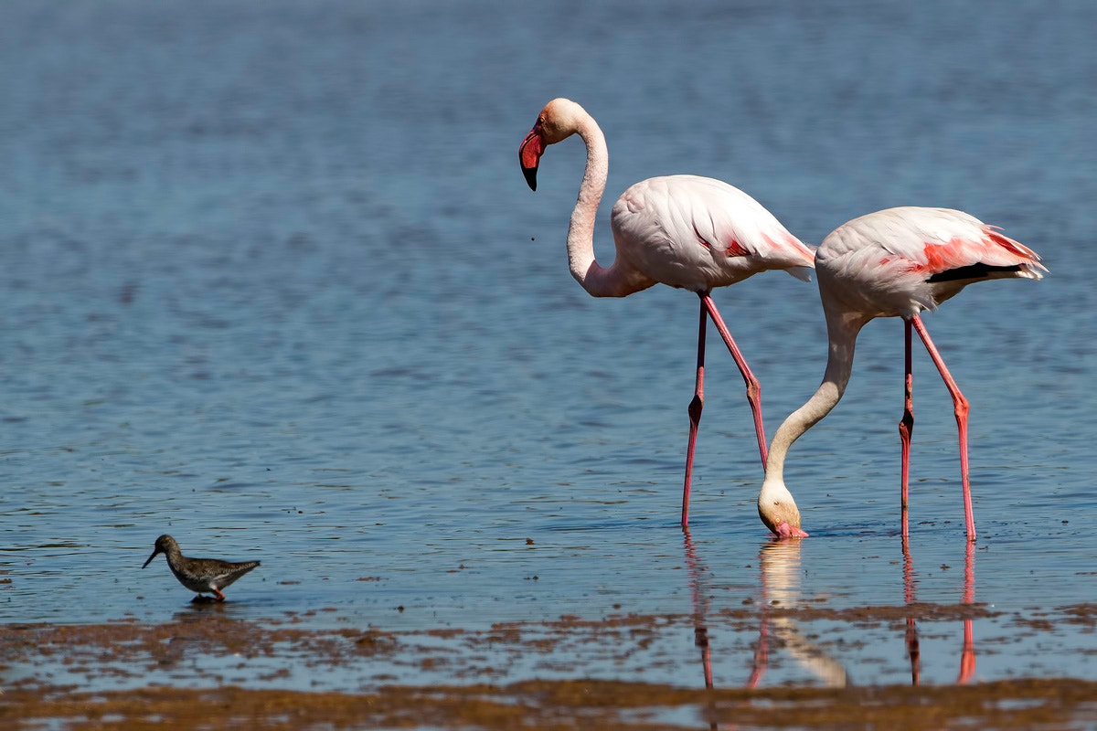 Canon EF 300mm F2.8L IS II USM sample photo. Flamingo photography