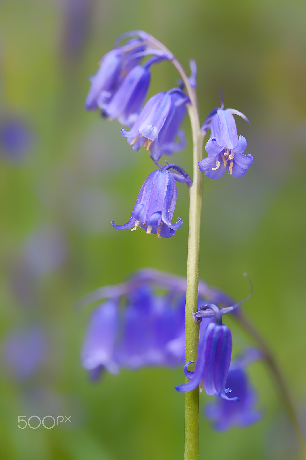 Canon EF-S 60mm F2.8 Macro USM sample photo. Blue bells photography
