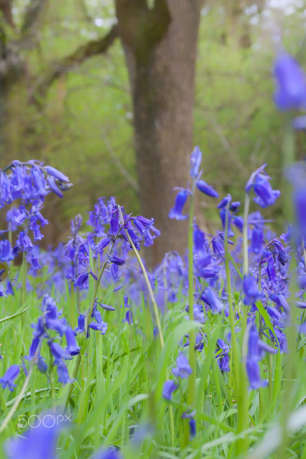Canon EF-S 60mm F2.8 Macro USM sample photo. Blue bells photography