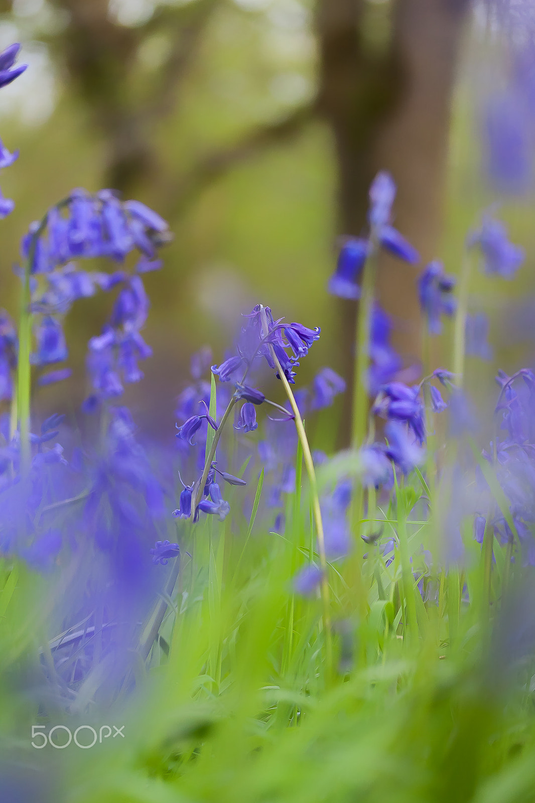 Canon EF-S 60mm F2.8 Macro USM sample photo. Blue bells photography