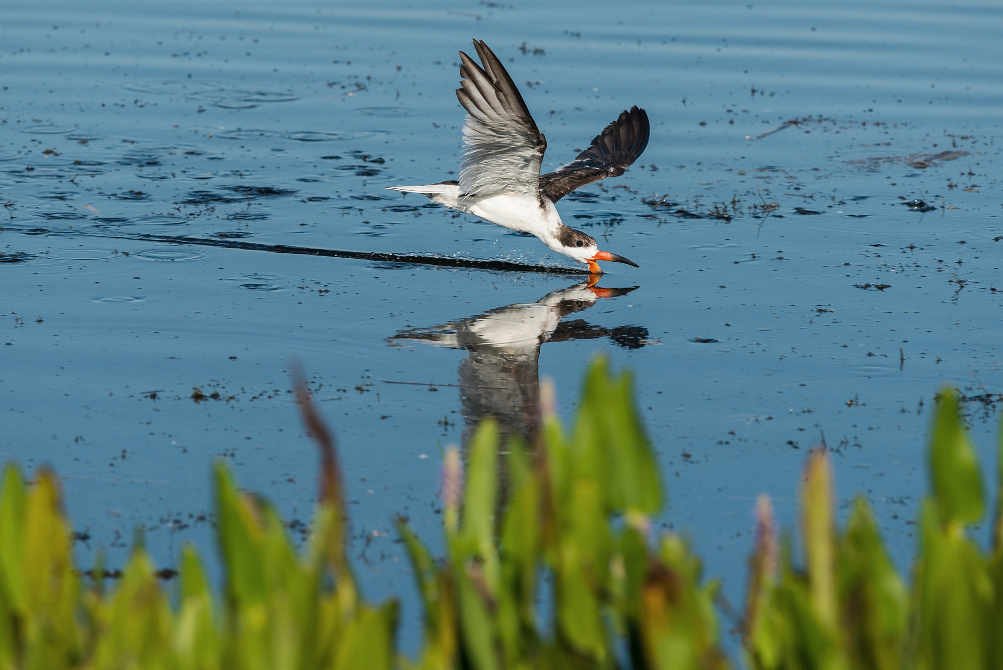 Nikon Nikkor AF-S 300mm F4E PF ED VR sample photo. Flying scissors photography