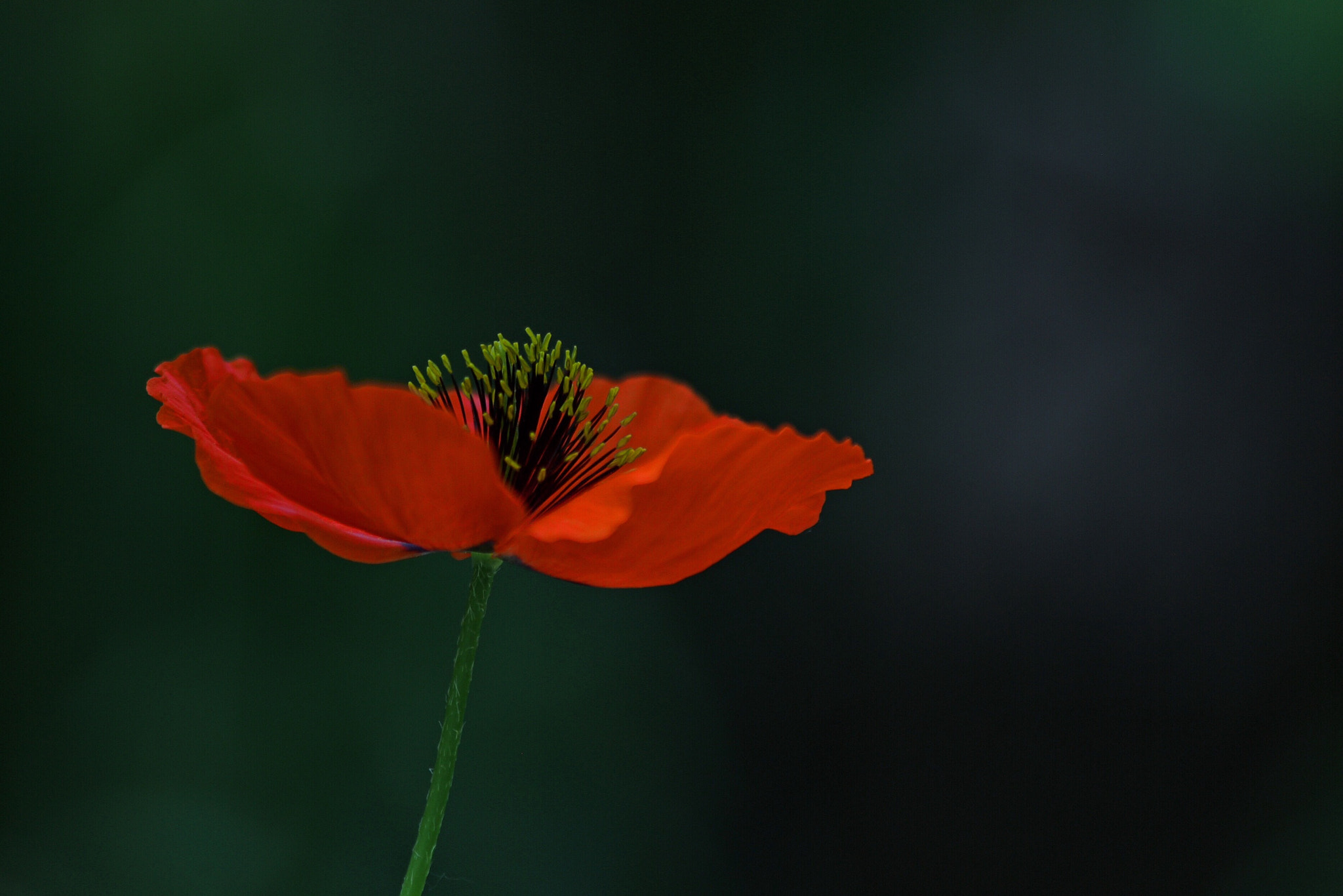 Canon EOS M + Canon EF 70-300mm F4-5.6 IS USM sample photo. Along anemone photography