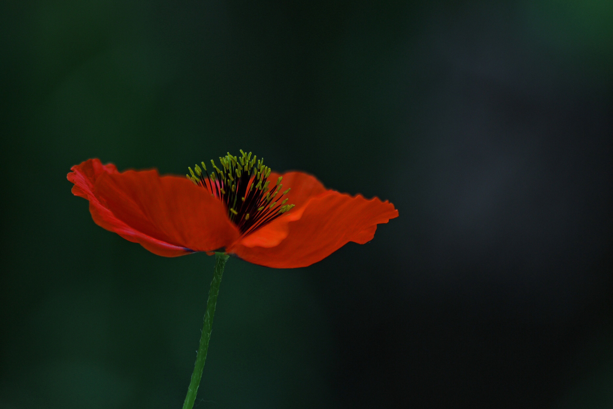 Canon EF 70-300mm F4-5.6 IS USM sample photo. Along anemone photography