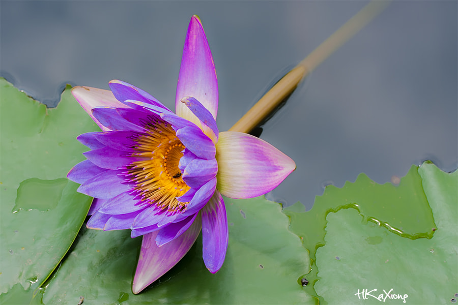 Canon EF-S 60mm F2.8 Macro USM sample photo. Nymphaea photography
