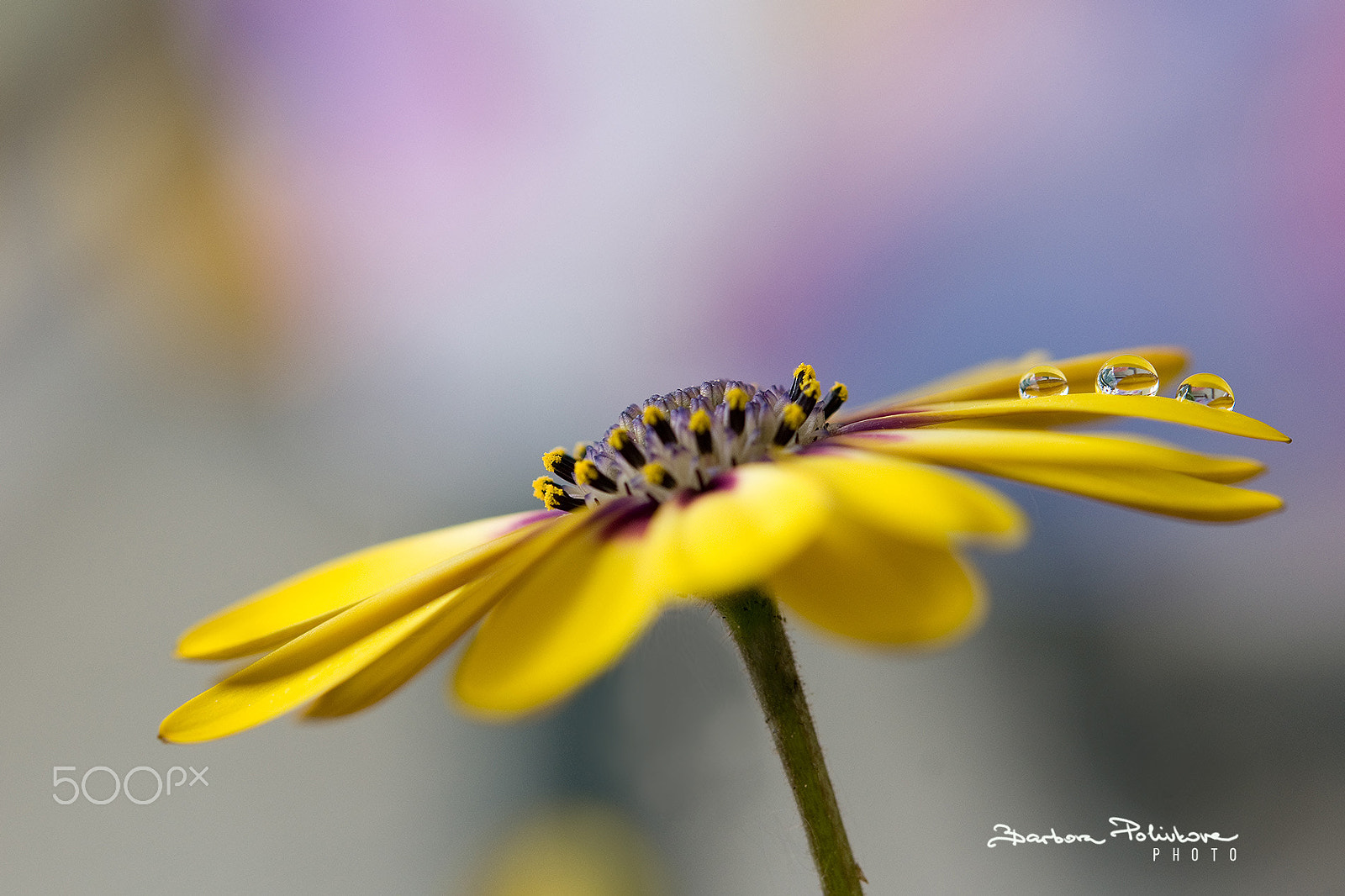 Nikon AF-S Micro-Nikkor 60mm F2.8G ED sample photo. Clarity photography