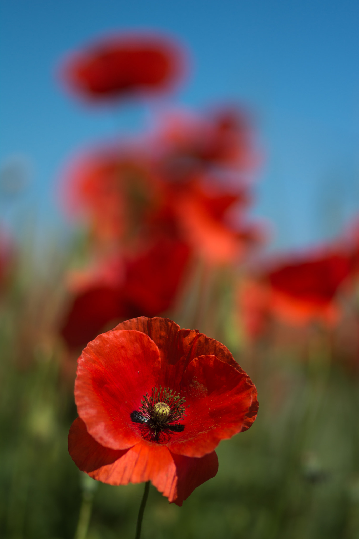 ZEISS Makro-Planar T* 100mm F2 sample photo. Bouncy poppies photography