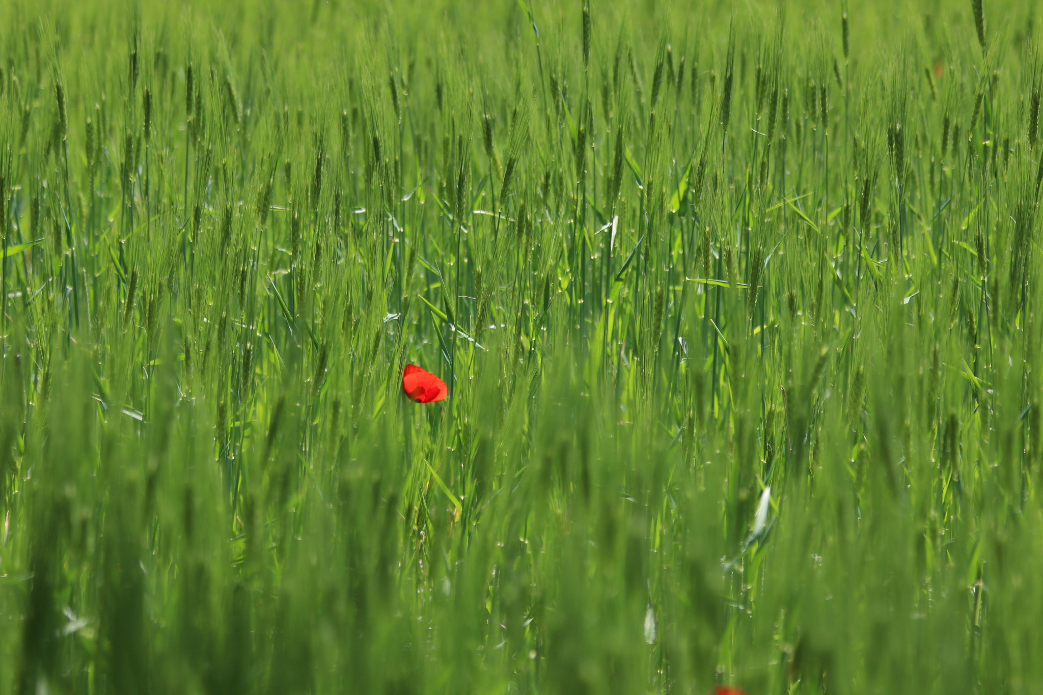 Canon EOS M sample photo. Red touch photography