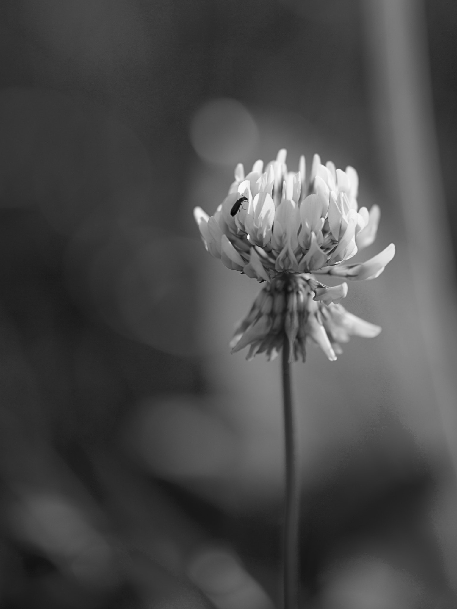 Canon EF 180mm F3.5L Macro USM sample photo. "fiore" photography