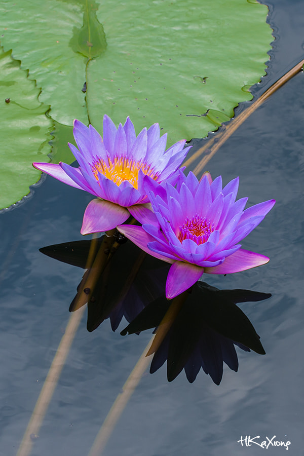 Canon EF-S 60mm F2.8 Macro USM sample photo. Nymphaea photography