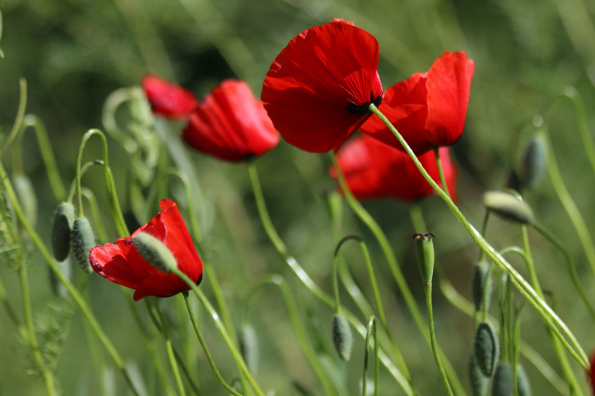 Canon EOS M sample photo. Anemones in the wind photography