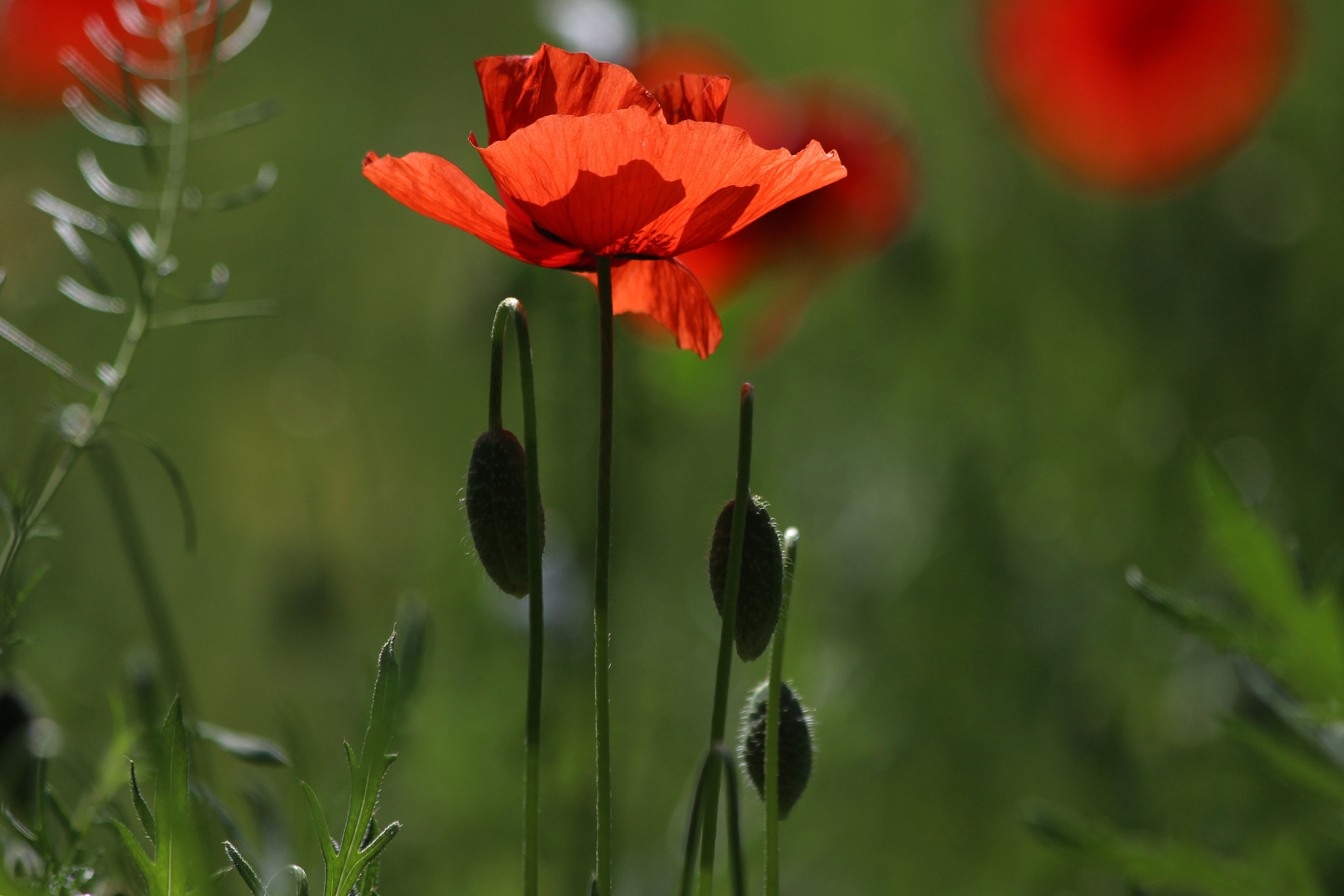 Canon EF 70-300mm F4-5.6 IS USM sample photo. Sunny anemone photography