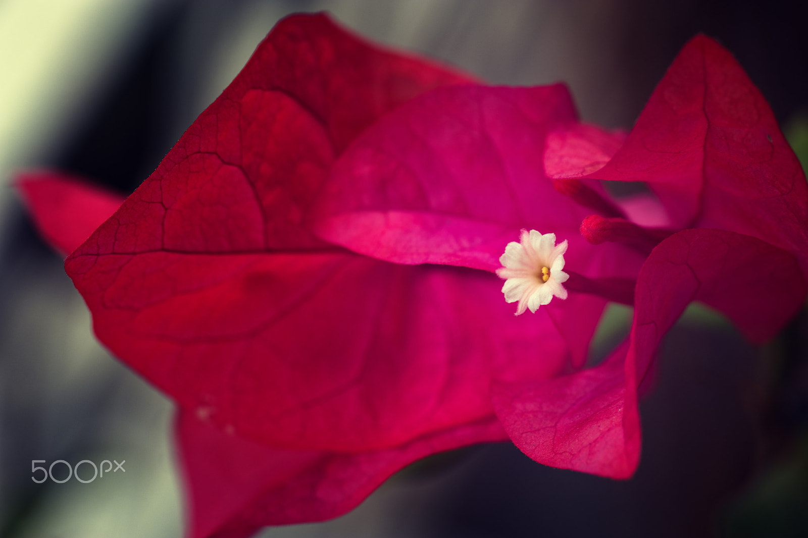 Samsung NX1 + Samsung NX 60mm F2.8 Macro ED OIS SSA sample photo. Ode to bougainvillea photography