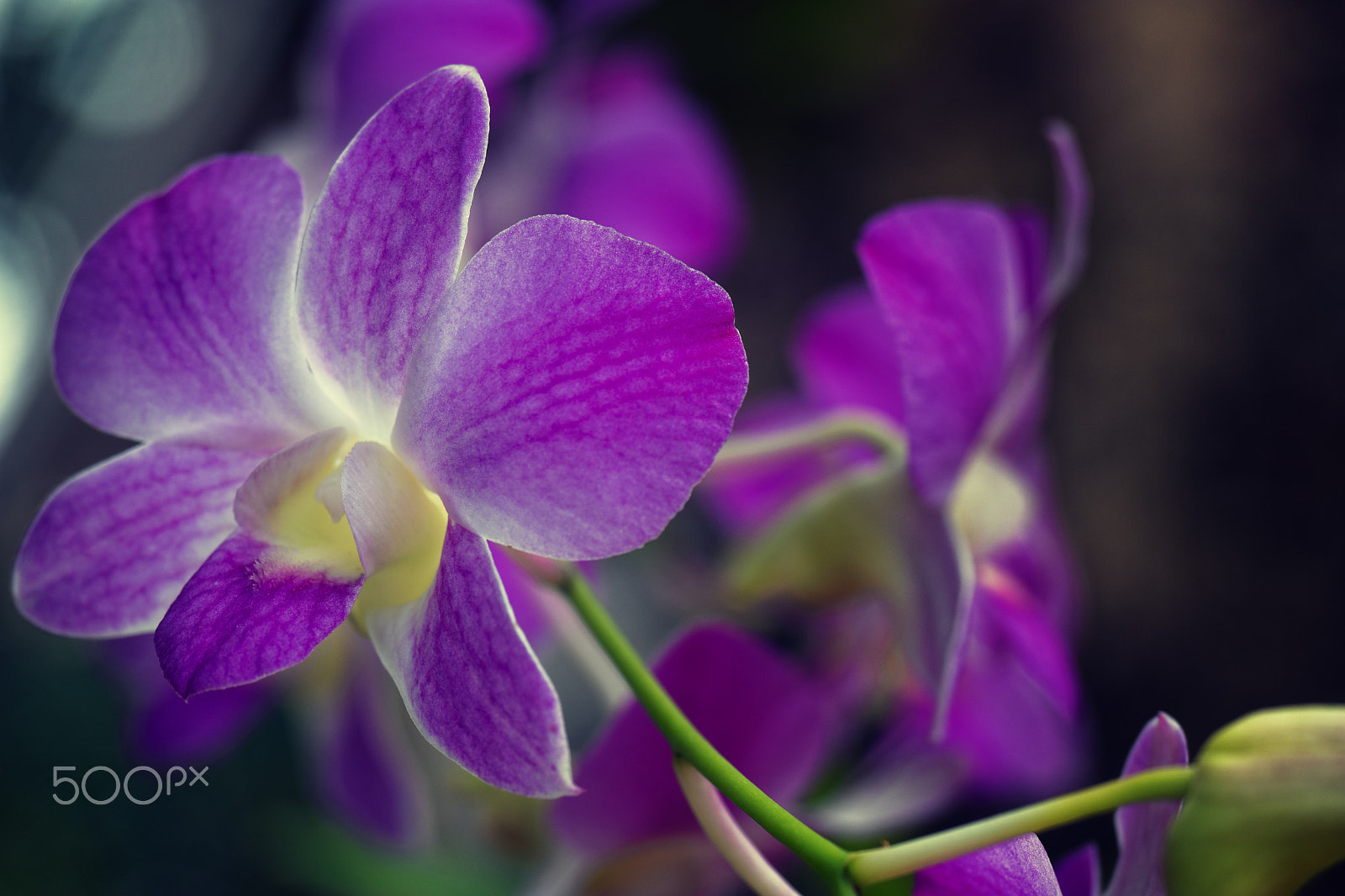 Samsung NX1 + Samsung NX 60mm F2.8 Macro ED OIS SSA sample photo. Ode to orchid photography