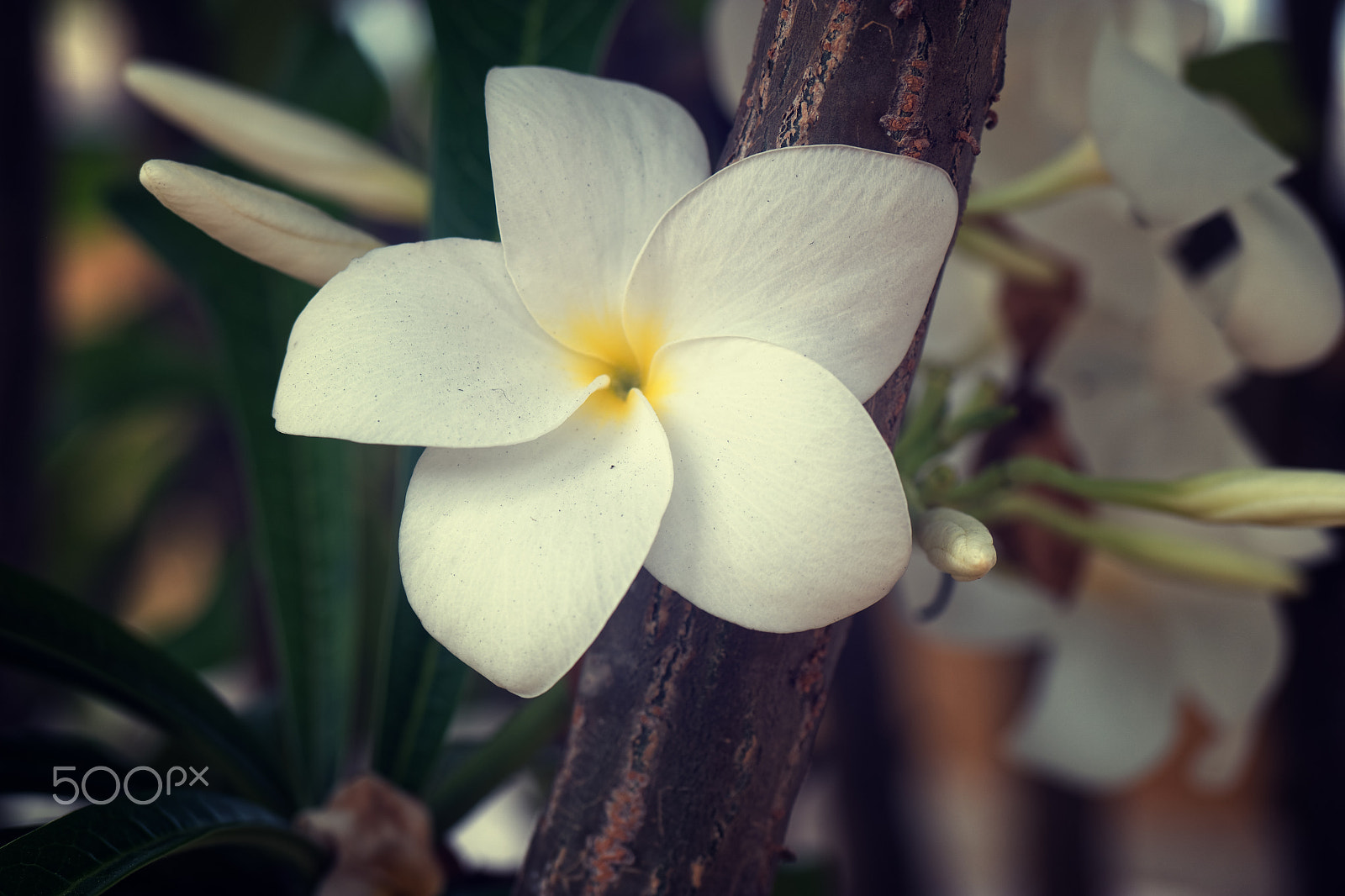 Samsung NX1 + Samsung NX 60mm F2.8 Macro ED OIS SSA sample photo. Ode to frangipani photography