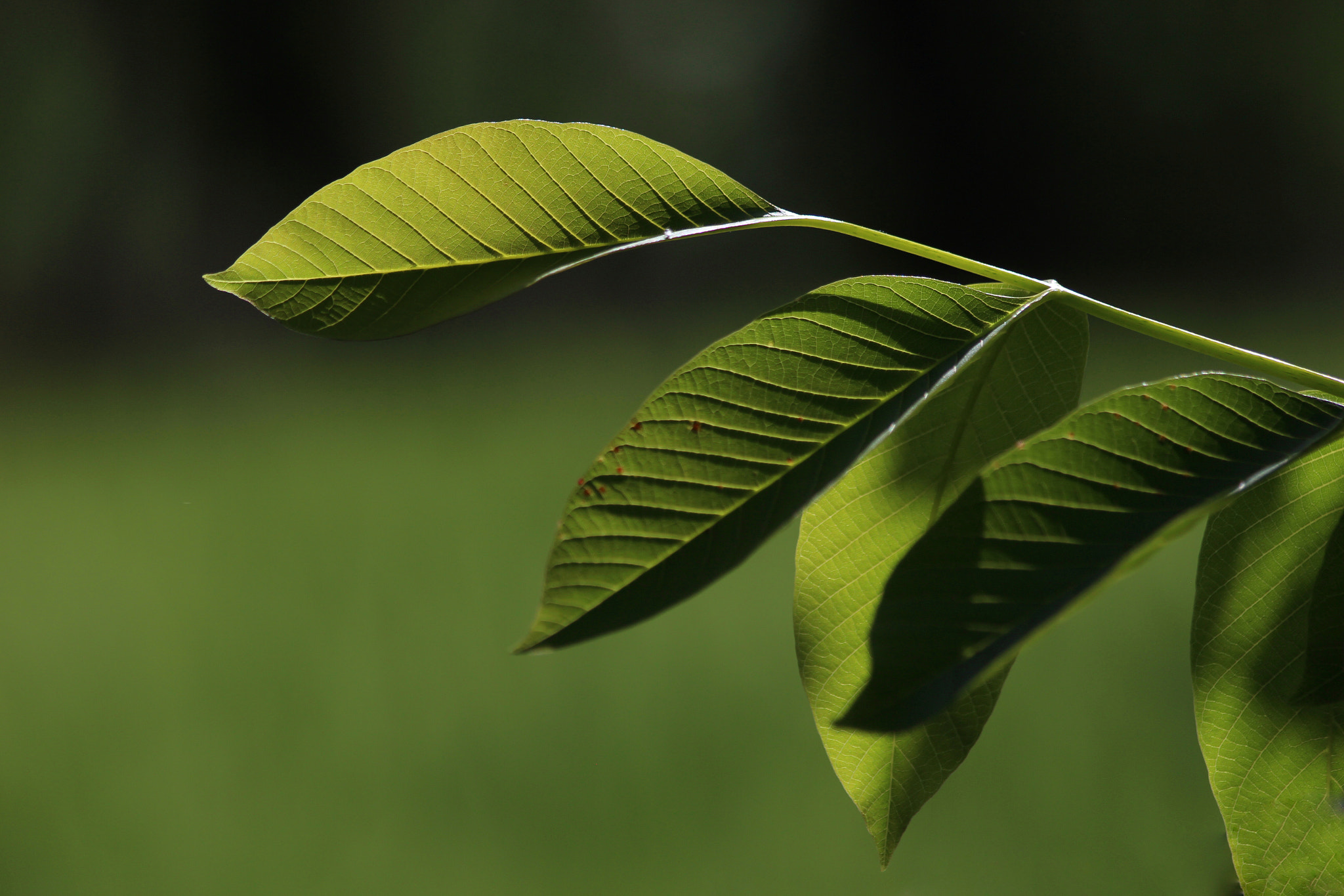 Canon EF 70-300mm F4-5.6 IS USM sample photo. Walnut leaves in the farm photography