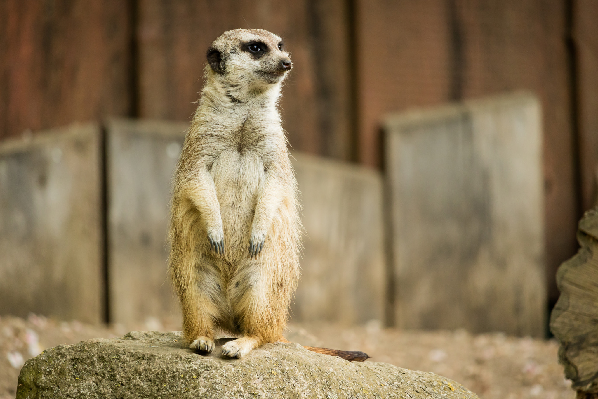 Canon EOS M3 + Canon EF-S 55-250mm F4-5.6 IS STM sample photo. Suricate photography