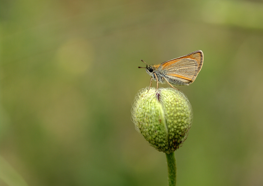 Pentax K20D + smc PENTAX-FA Macro 100mm F2.8 sample photo. Buterfly photography