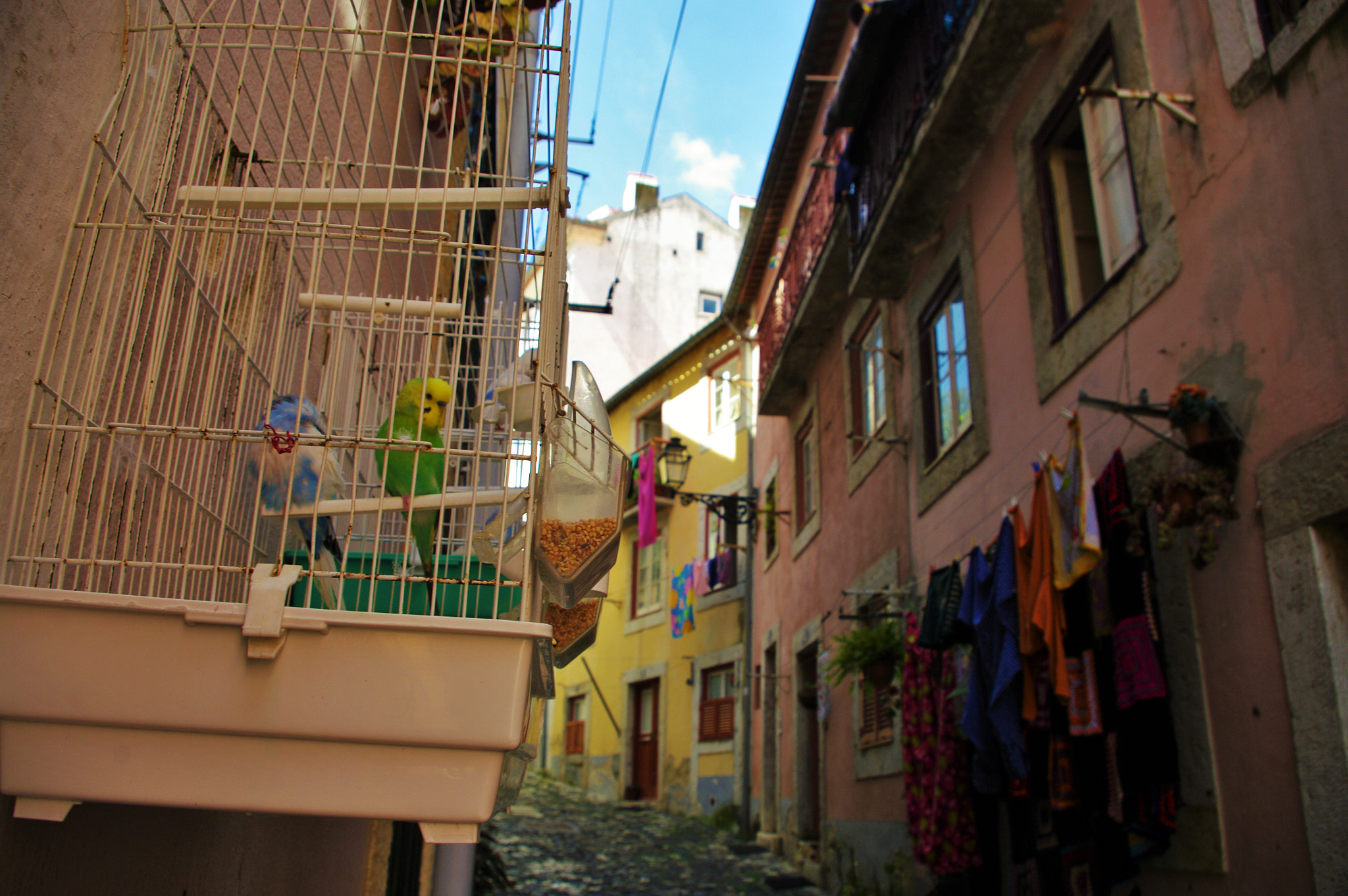 Samsung/Schneider D-XENON 18-55mm F3.5-5.6 sample photo. Canary birds in lisbon photography