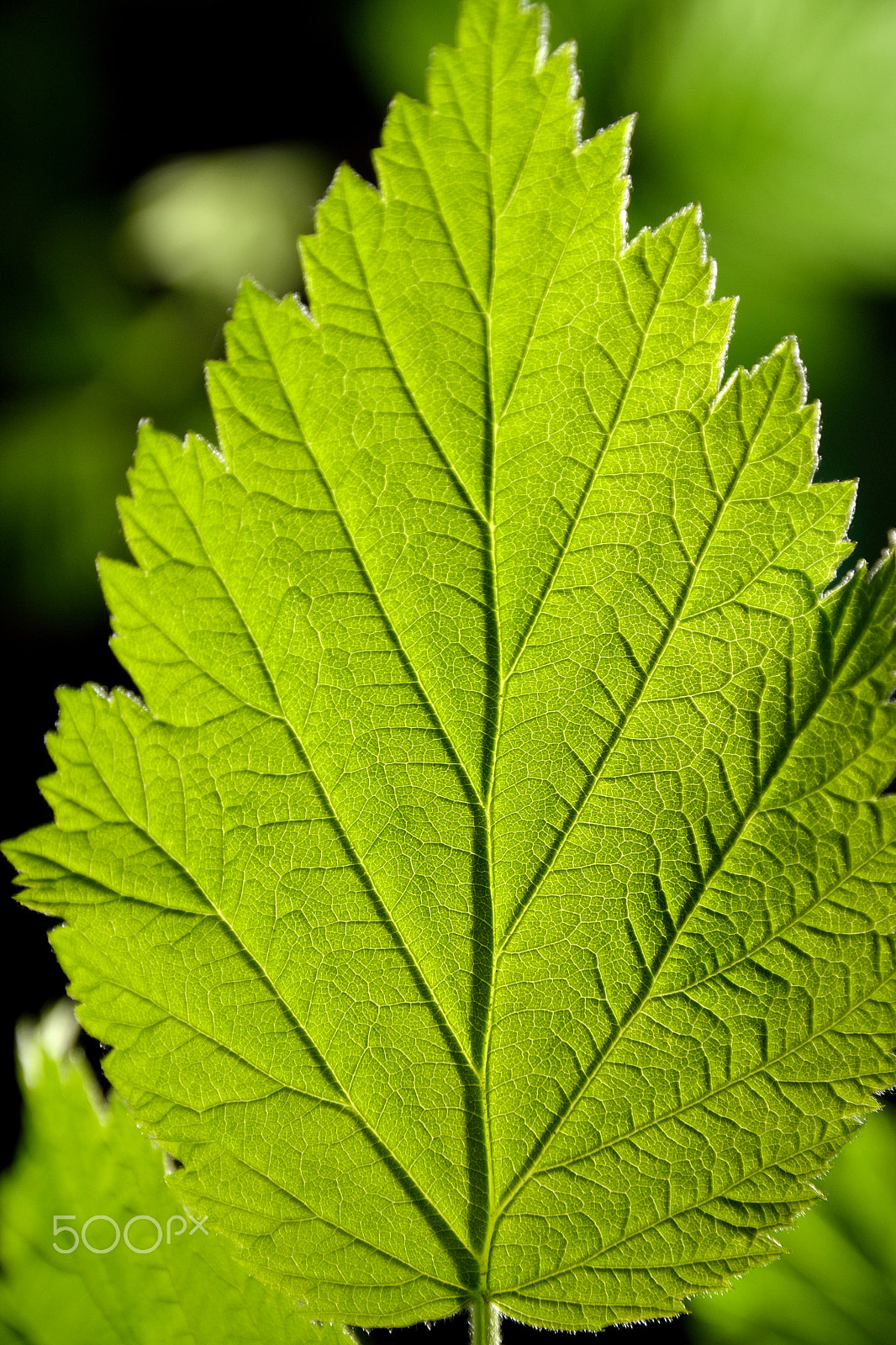 Sigma 18-200mm F3.5-6.3 DC OS HSM sample photo. Macro leaf photography