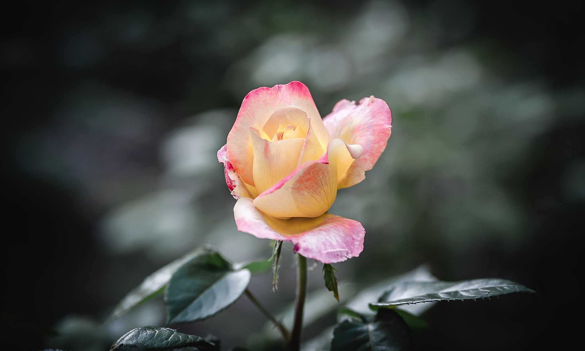 Canon EOS 5D + Canon EF 100mm F2.0 USM sample photo. Py photography