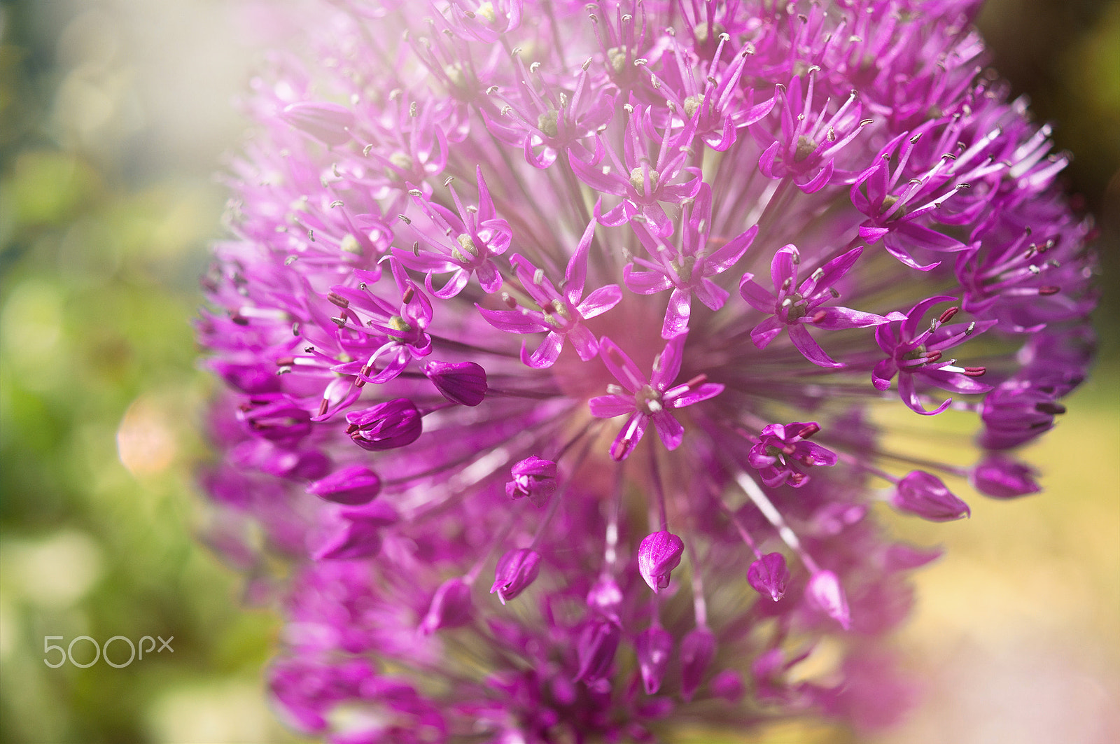 Sony SLT-A57 + Sony DT 30mm F2.8 Macro SAM sample photo. Flower photography