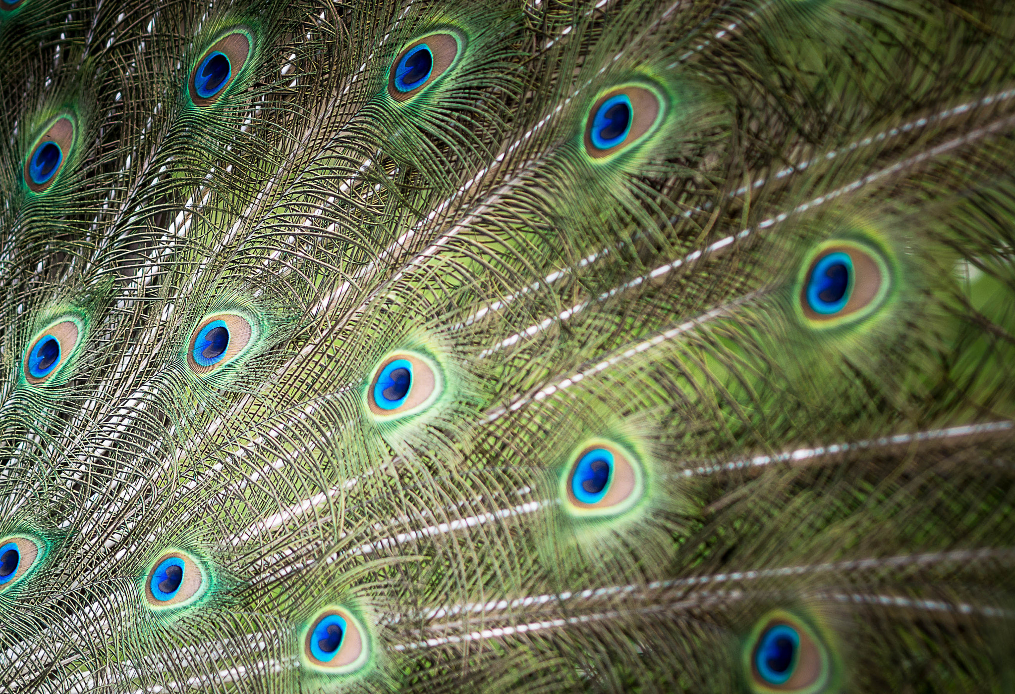Panasonic Lumix DMC-GX7 + Olympus M.Zuiko Digital 45mm F1.8 sample photo. Peacock feathers photography