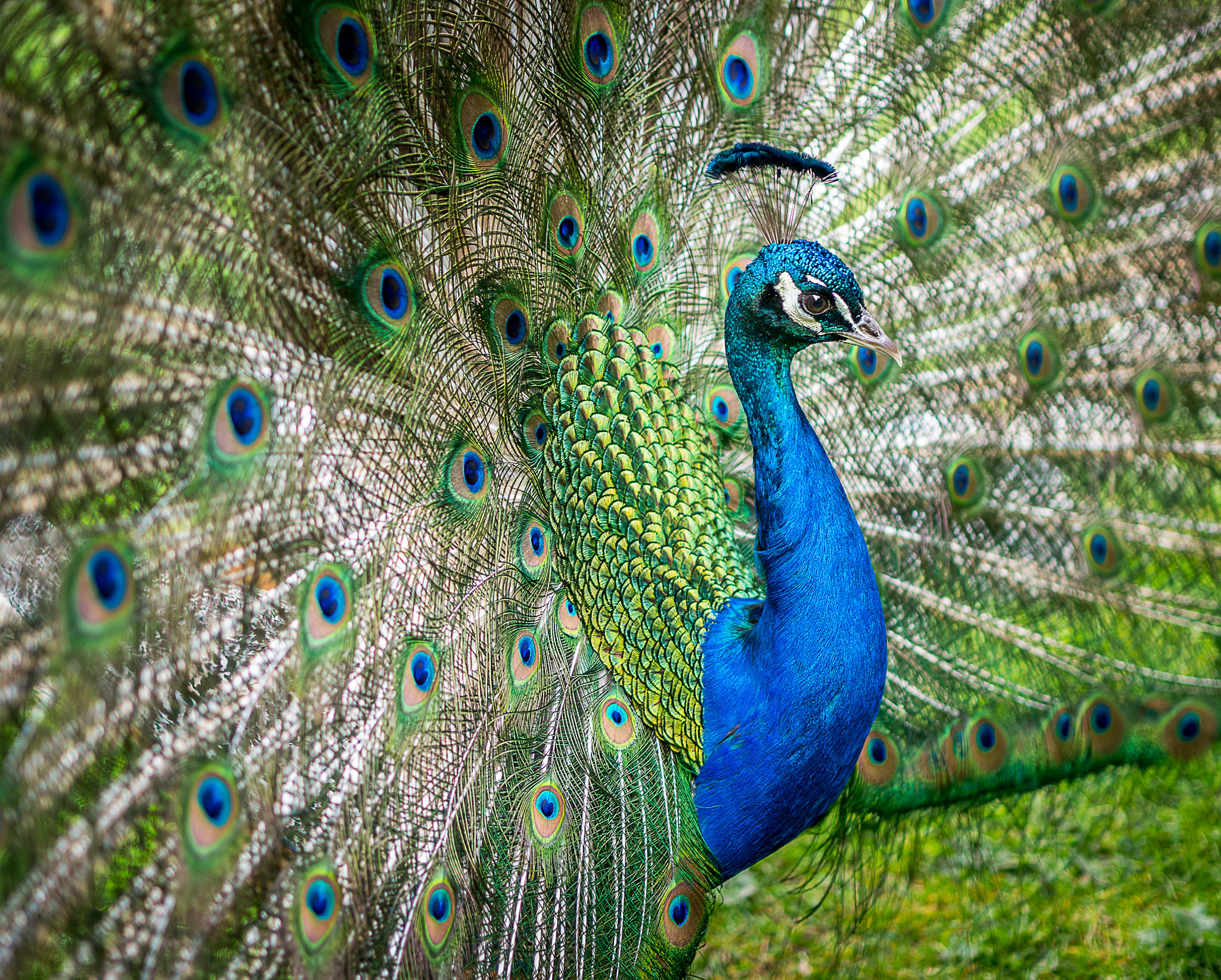 Panasonic Lumix DMC-GX7 + Olympus M.Zuiko Digital 45mm F1.8 sample photo. Peacock display photography