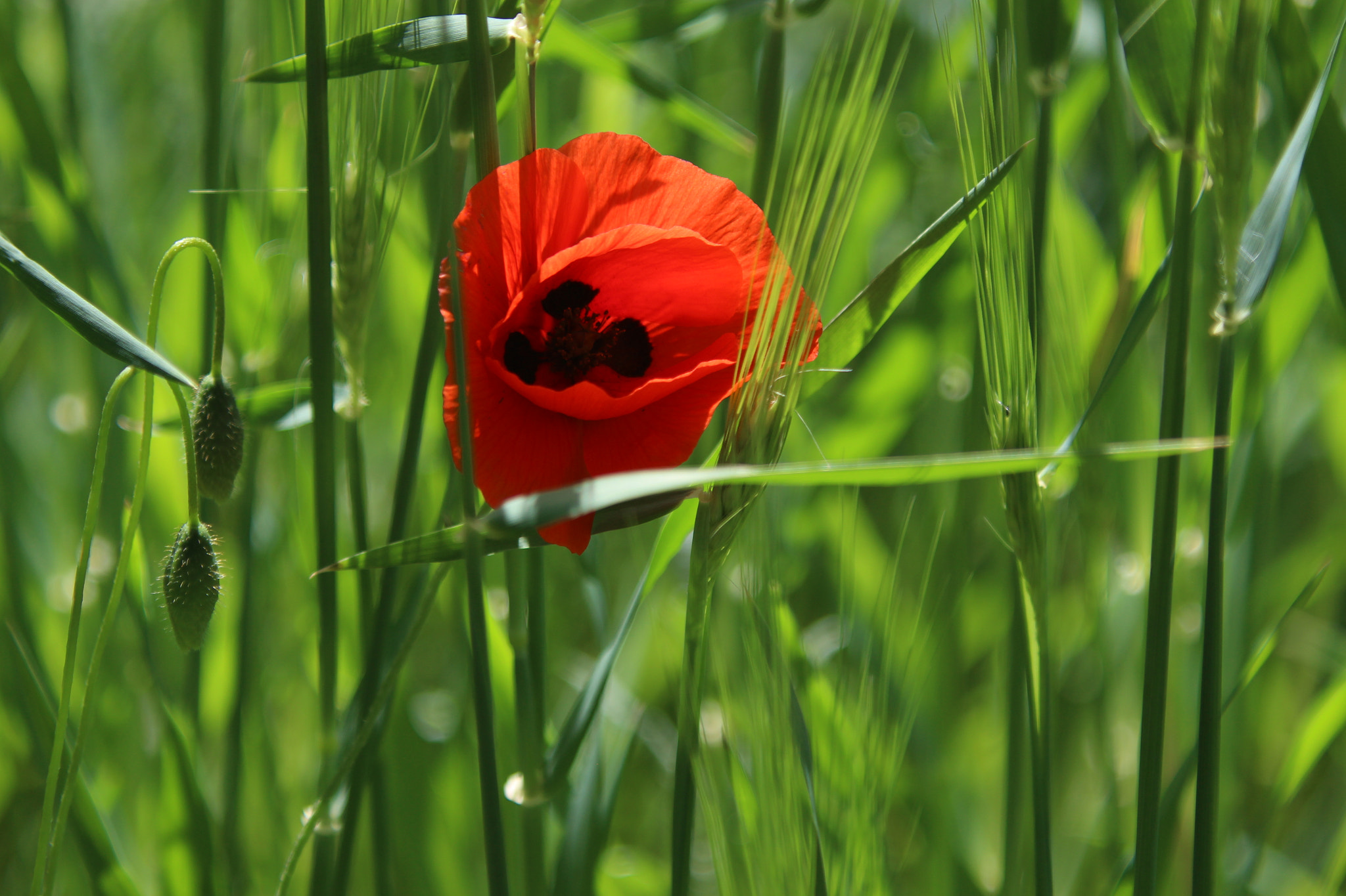 Canon EOS M sample photo. Red touch 2 photography