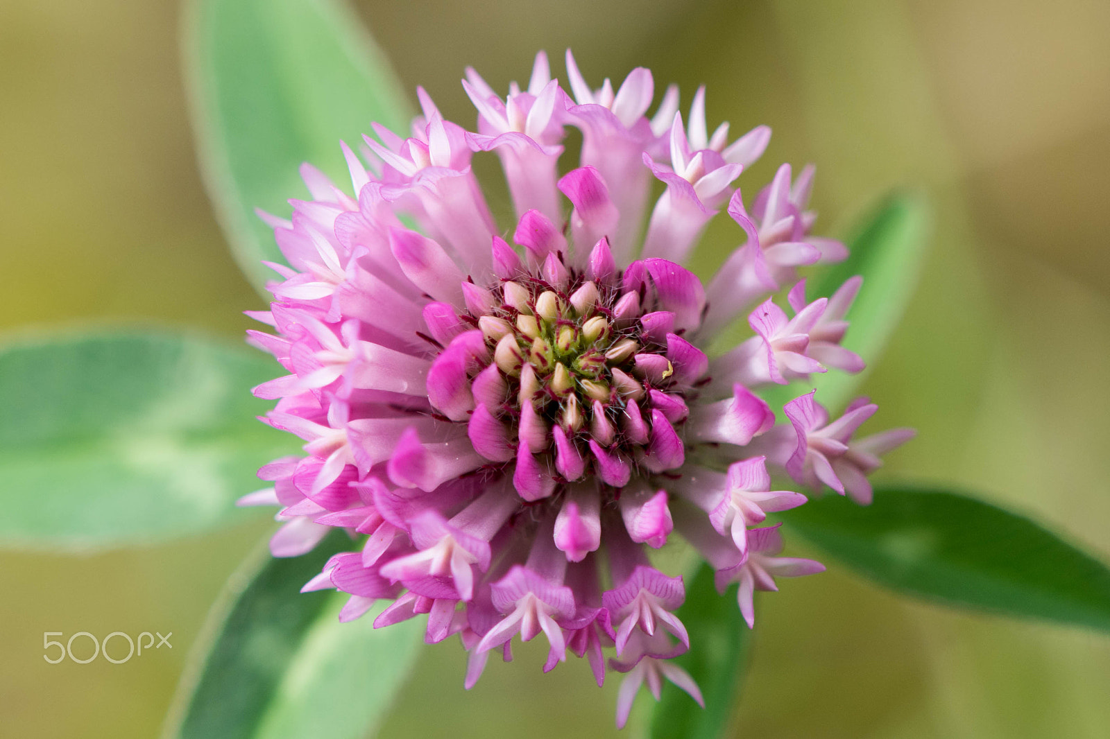 Nikon AF-S DX Micro-Nikkor 85mm F3.5G ED VR sample photo. Red clover photography