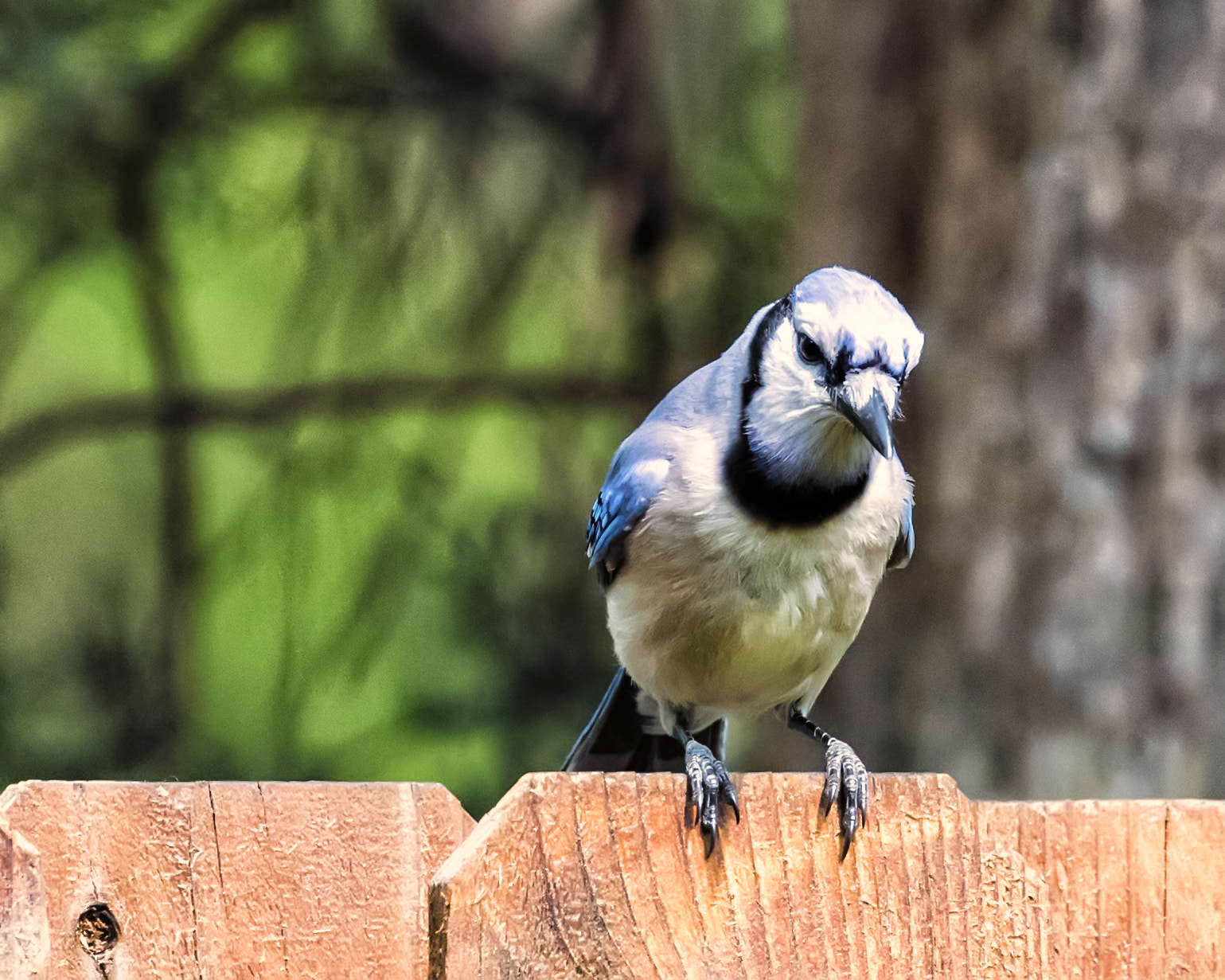 Canon EF 100-400mm F4.5-5.6L IS II USM sample photo. Bluebird photography