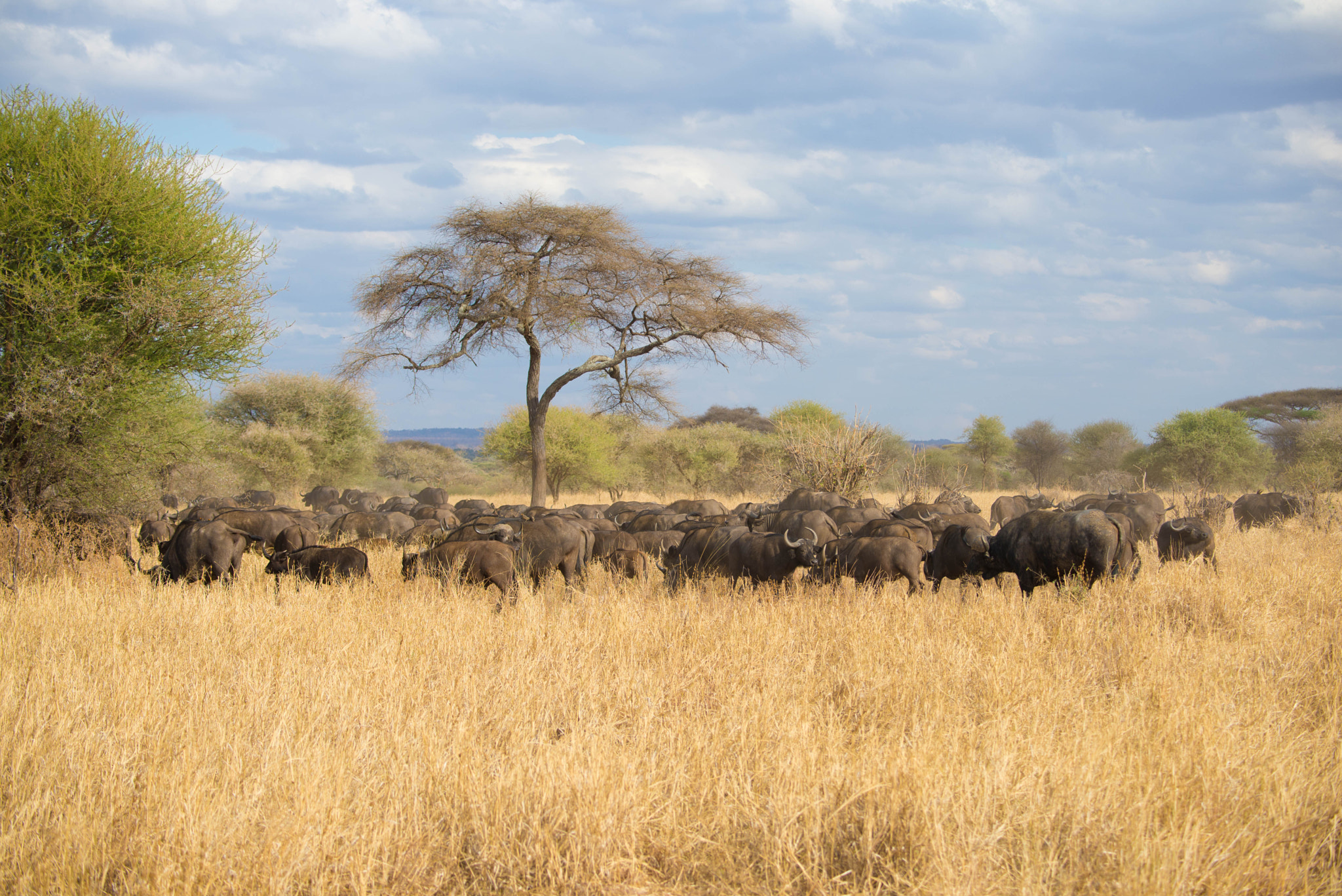 Nikon D600 sample photo. African buffaloes photography