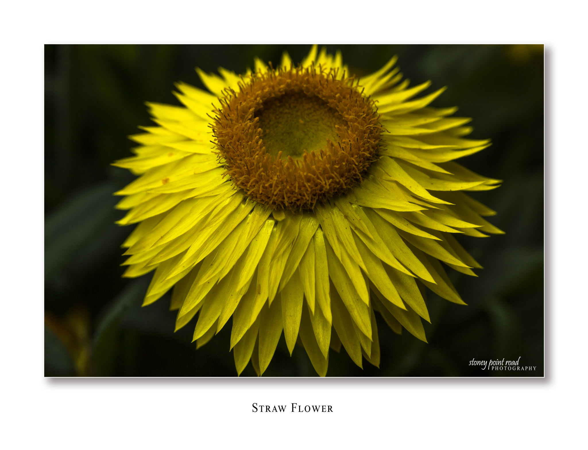 Canon EF-S 60mm F2.8 Macro USM sample photo. Straw flower photography